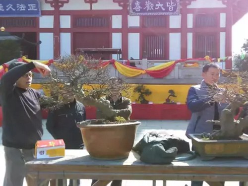 盆景修剪