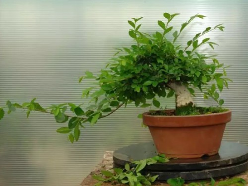 榆树盆景修剪流程图解6