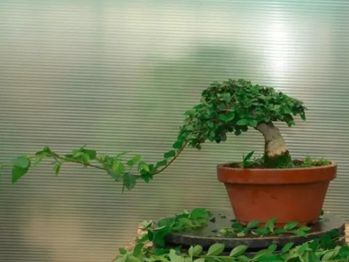 榆树盆景修剪流程图解11