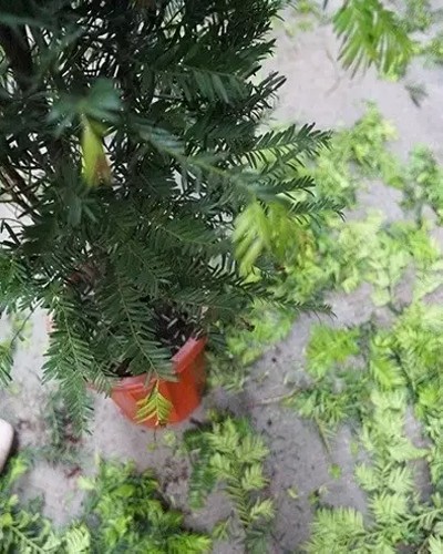 红豆杉的修剪方法图解3