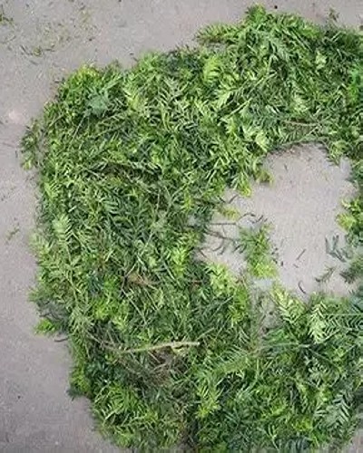 红豆杉的修剪方法图解7