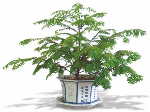 红豆杉盆景修剪方法