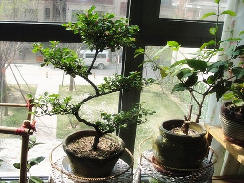 珍珠梅盆景图片