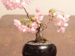 盆栽日本晚樱修剪技术