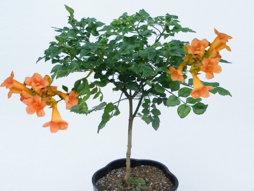 盆栽凌霄花修剪方法