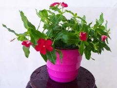长春花摘芽与修剪要点