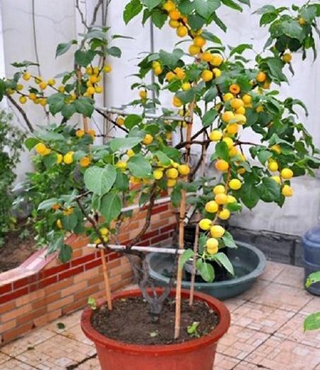 杏树的修剪方法