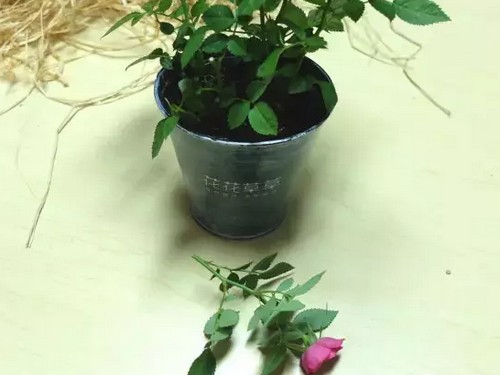 盆栽玫瑰修剪技术3