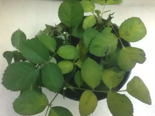 盆栽玫瑰修剪技术4
