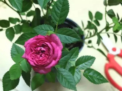 盆栽玫瑰修剪技术1