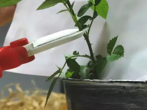 盆栽玫瑰修剪技术2