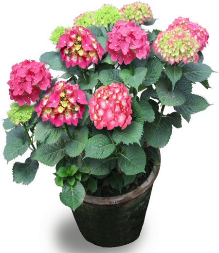 绣球花的修剪方法