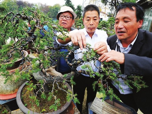 桩景树种及修剪方法