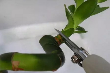 水养富贵竹盆栽修剪方法及注意事项2