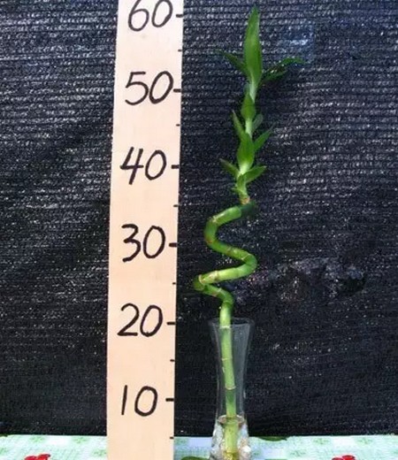 水养富贵竹盆栽修剪方法及注意事项1