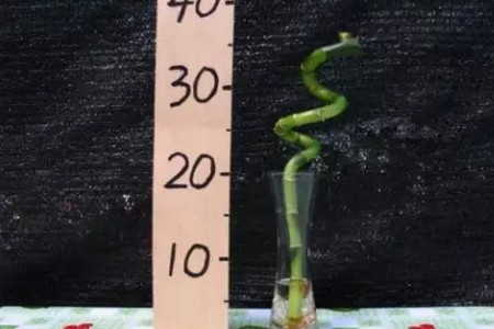 水养富贵竹盆栽修剪方法及注意事项5