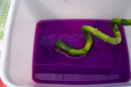 水养富贵竹盆栽修剪方法及注意事项3