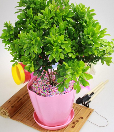盆栽米兰花修剪方法
