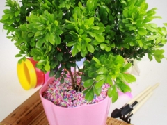 盆栽米兰花修剪方法