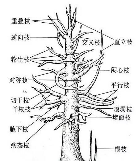 腊梅盆景修剪技术2
