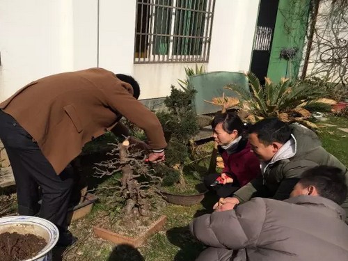 盆景修剪技术