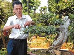 盆景修剪技巧