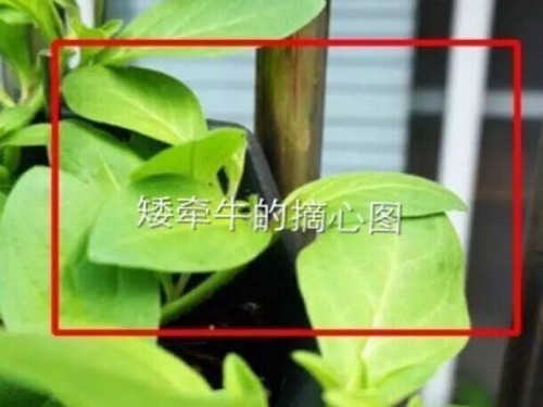 盆景花卉摘心（打顶）技术3