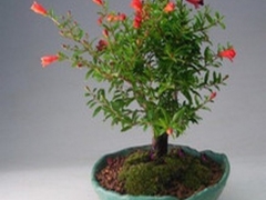 石榴花盆景修剪方法
