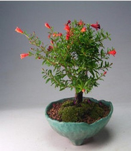石榴花盆景修剪方法