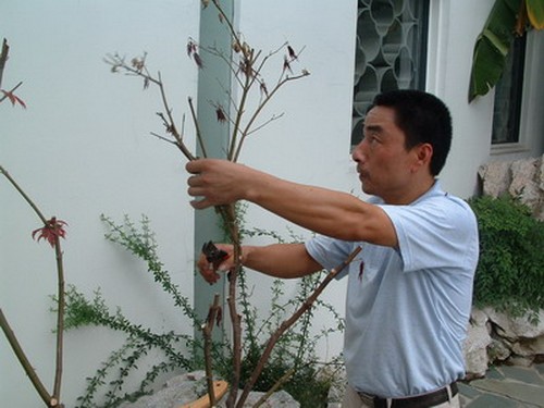 红枫修剪技术