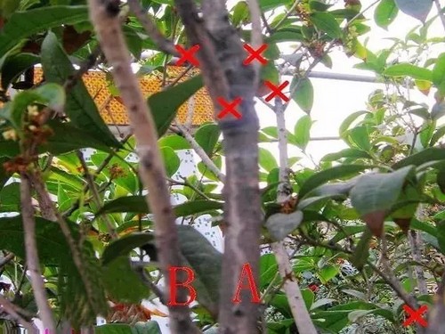 盆栽桂花修剪方法图解6