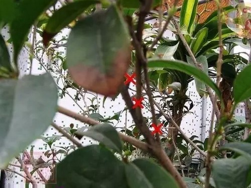 盆栽桂花修剪方法图解1