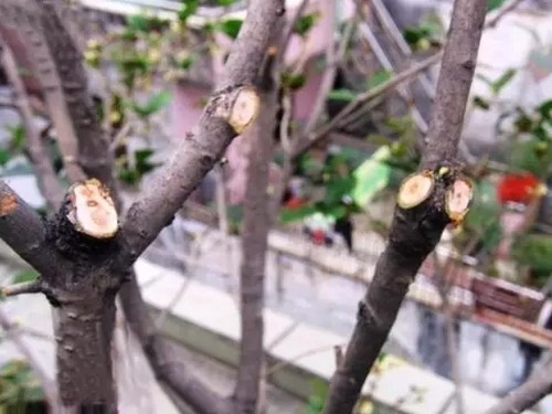 盆栽桂花修剪方法图解7
