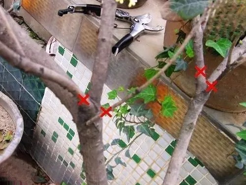 盆栽桂花修剪方法图解4