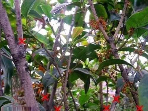 盆栽桂花修剪方法图解5