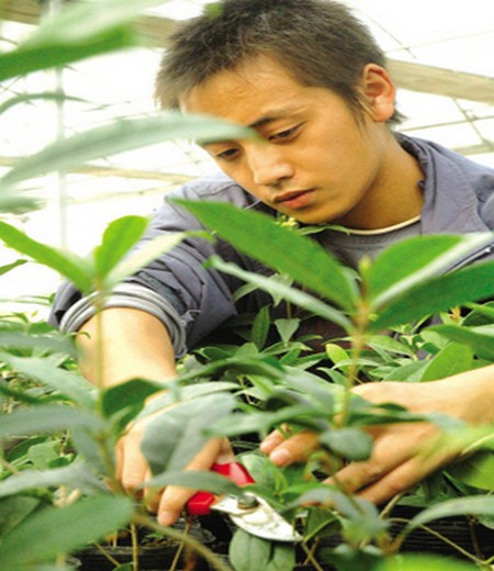 桂花盆景修剪技术