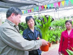 马蹄莲盆栽的修剪方法