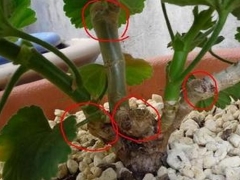 天竺葵修剪技术