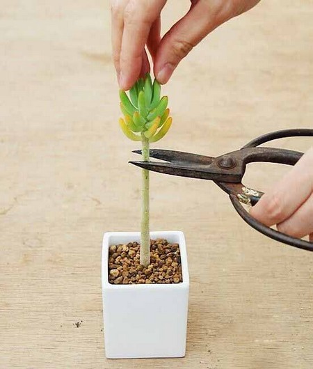 多肉植物修剪方法