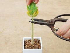 多肉植物修剪方法