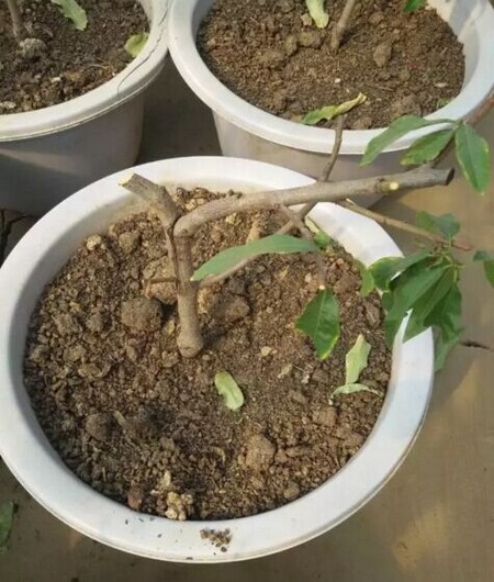 桃树盆景修剪方法1