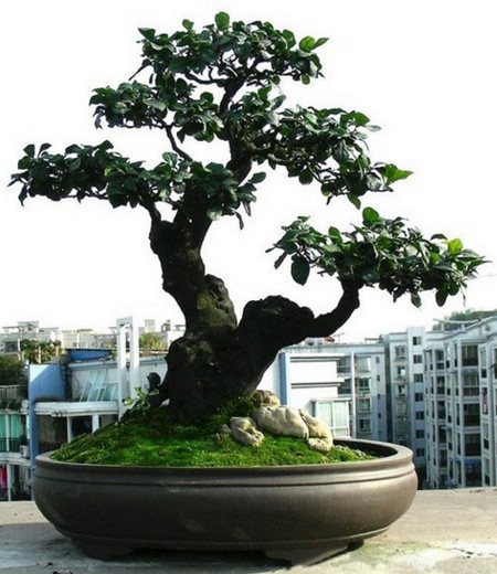 阳台树桩盆景修剪技术
