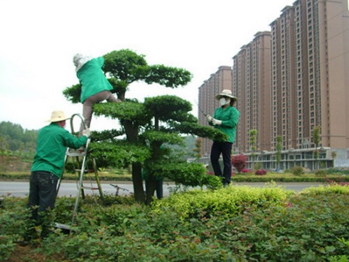 苗木修剪技术指导