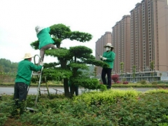 苗木修剪技术指导