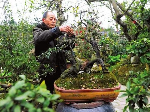 果树盆景修剪技术