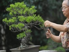 不同植物特性的盆景修剪方法不同