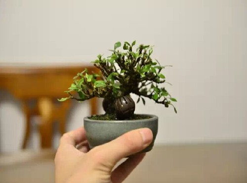 栀子花盆景控叶修剪法4