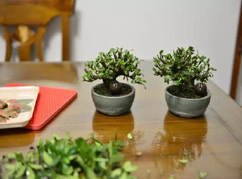 栀子花盆景控叶修剪法5