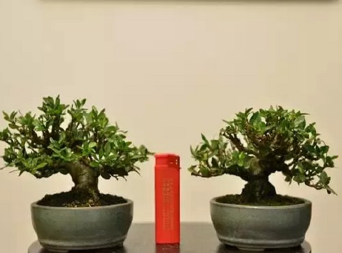 栀子花盆景控叶修剪法3