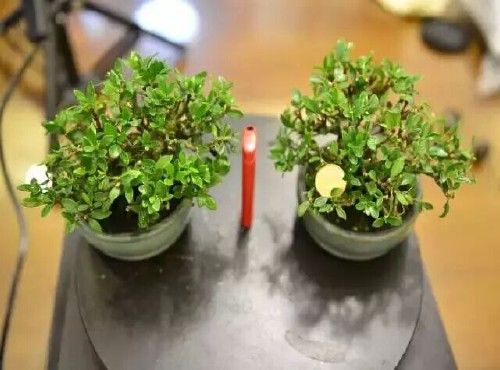 栀子花盆景控叶修剪法6
